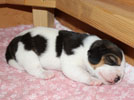 Beaglewelpe Barsinghausen bei Hannover